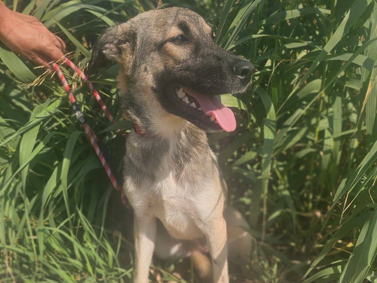 Adotta un cane, taglia media contenuta, femmina, Agrigento