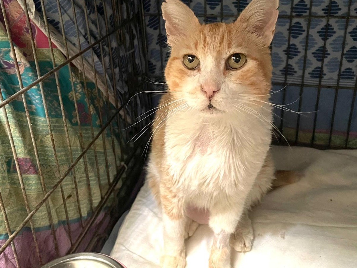 Adozione gatto, maschio, Razza sconosciuta Razza sconosciuta, 10 anni e 7 mesi, taglia non valida, Barletta