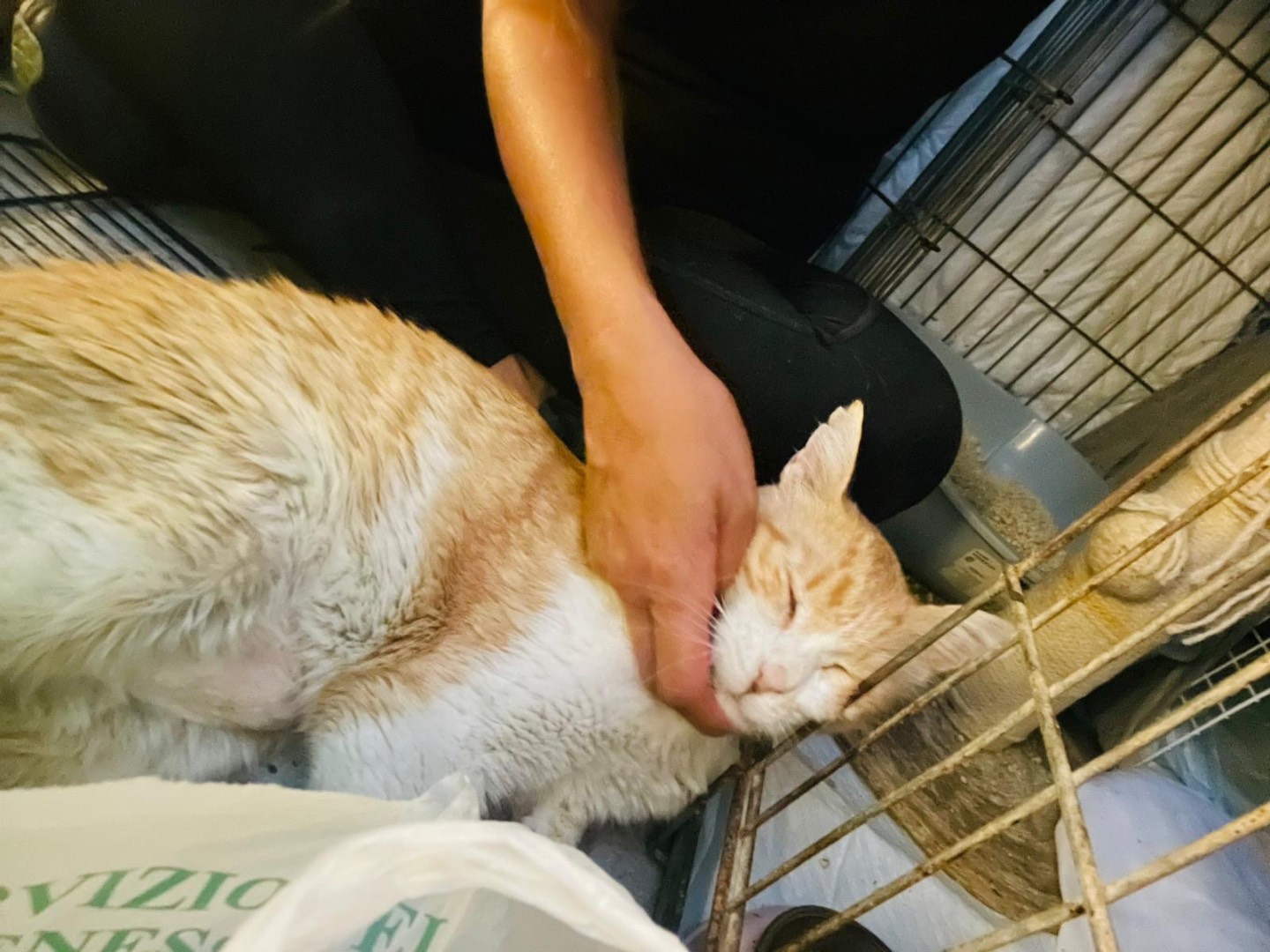 Adotta un gatto, maschio, 10 anni e 7 mesi, Barletta