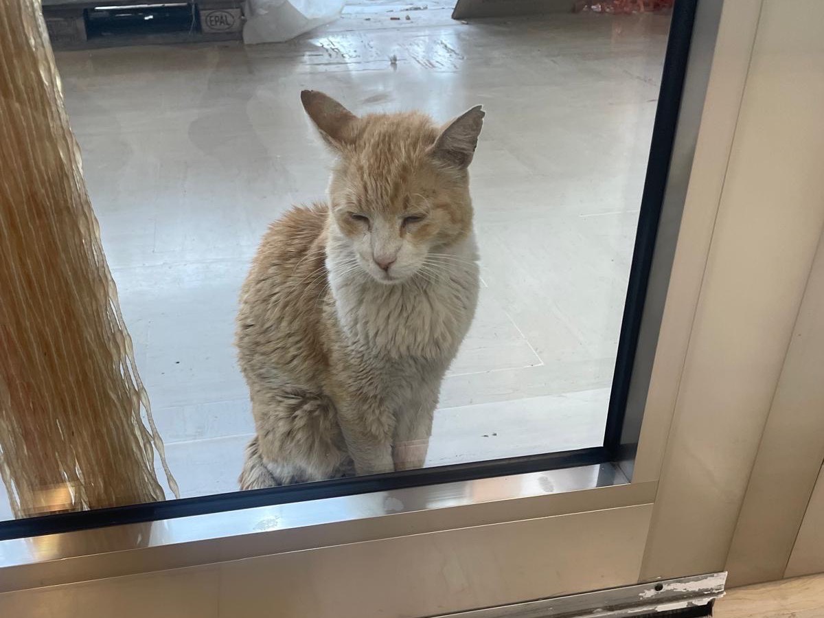 Adotta un gatto, taglia non valida, maschio, Barletta