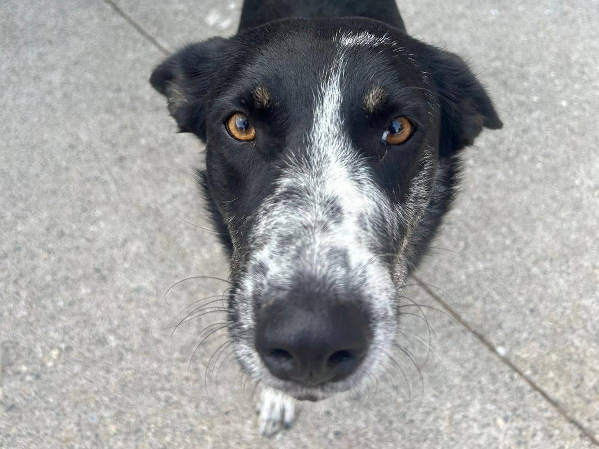 Adozione cane, femmina, Razza sconosciuta Razza sconosciuta, 3 anni e 1 mese, taglia media, Milano