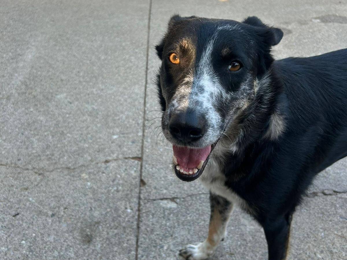 Adotta un cane, femmina, 3 anni e 1 mese, Milano