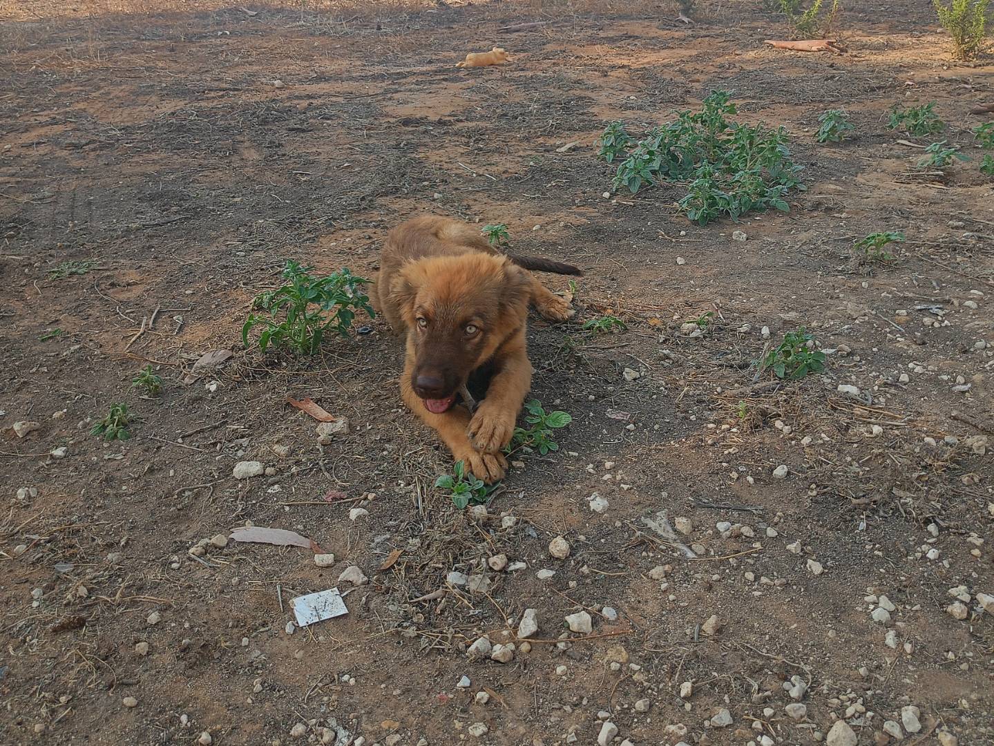 Adozione cane, maschio, Razza sconosciuta Razza sconosciuta, 4 mesi, taglia media, Ragusa