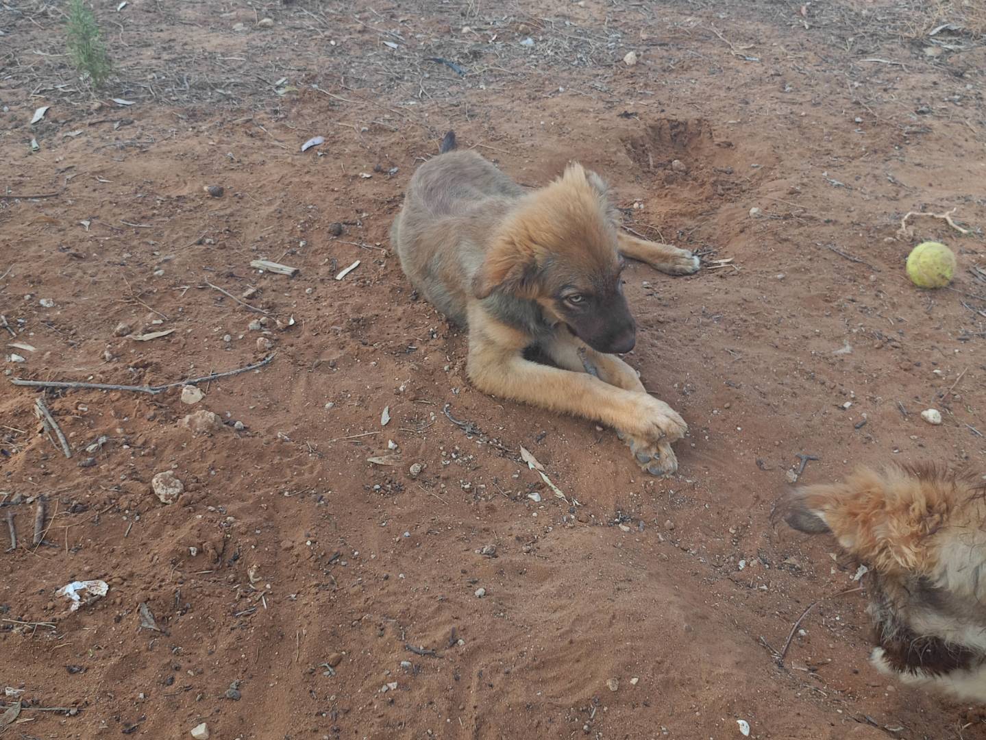 Adotta un cane, maschio, 4 mesi, Ragusa
