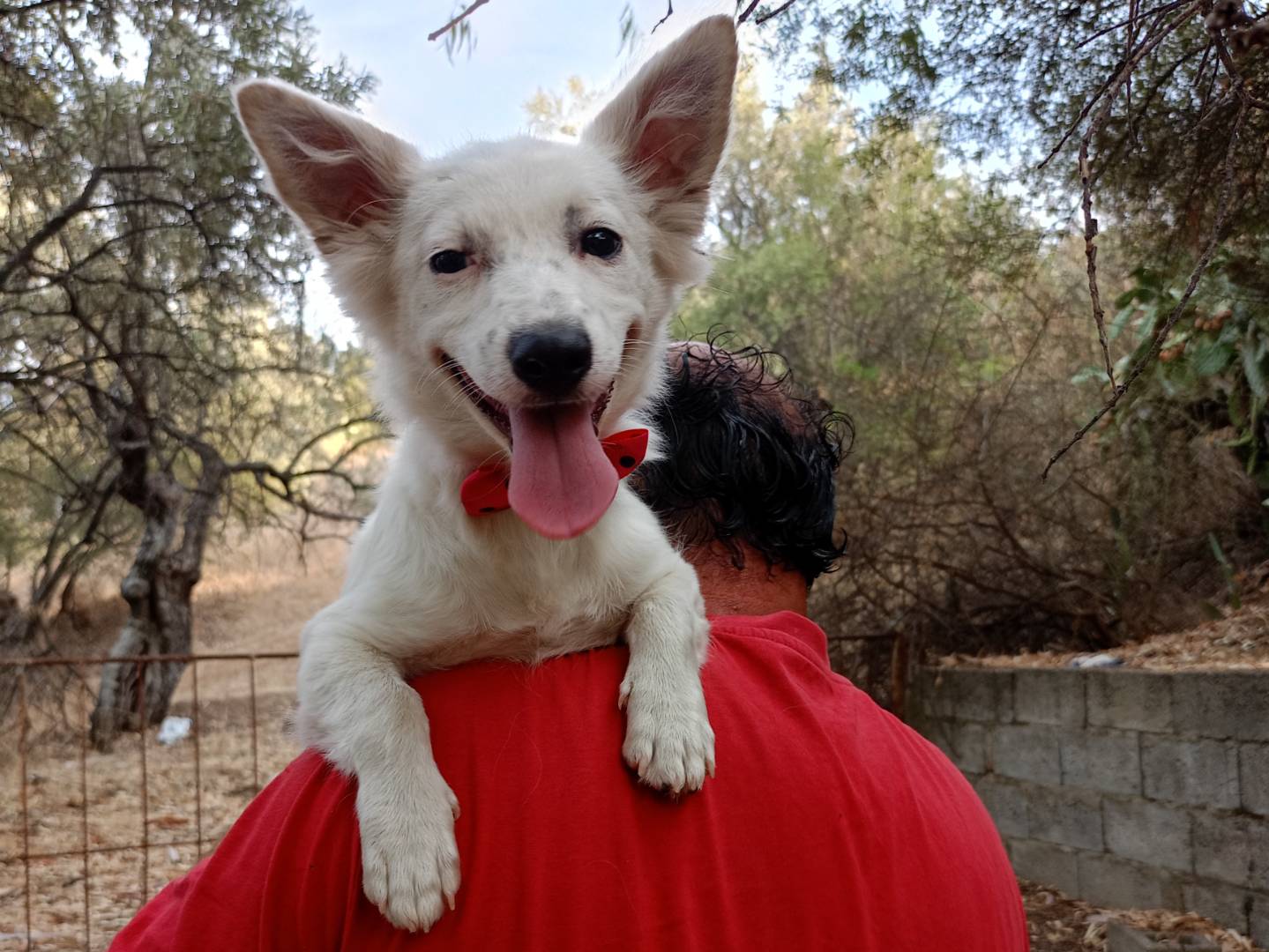 Adotta un cane, taglia piccola, femmina, Cosenza