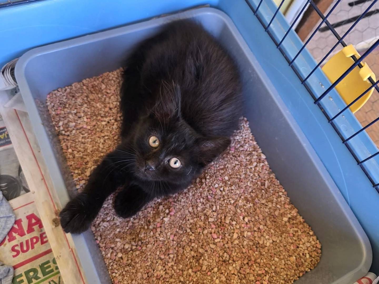 Adozione gatto, femmina, Razza sconosciuta Razza sconosciuta, 1 mesi, taglia non valida, Roma
