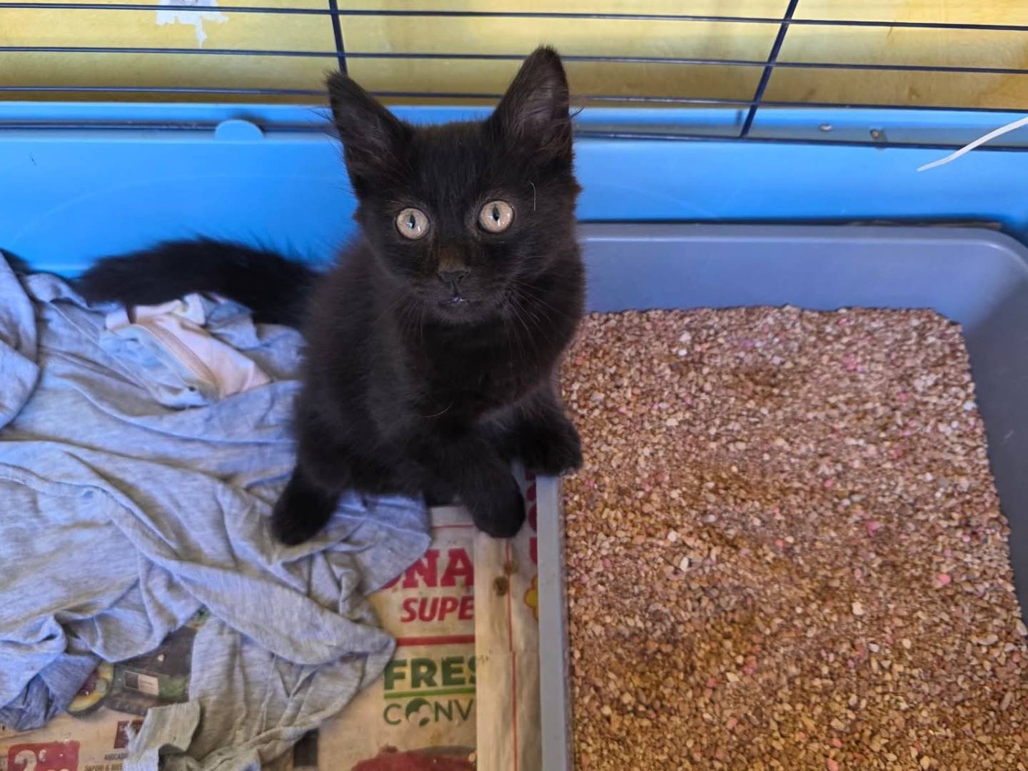 Adotta un gatto, femmina, 1 mesi, Roma