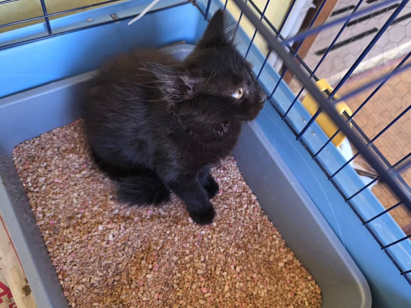 Adotta un gatto, taglia non valida, femmina, Roma