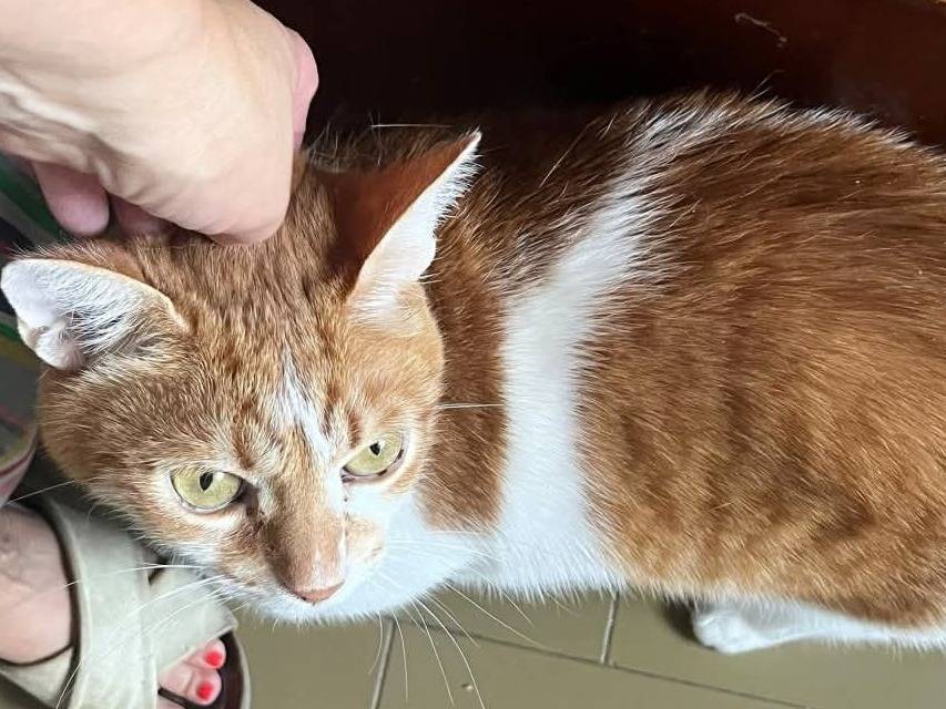 Adozione gatto, maschio, Razza sconosciuta Razza sconosciuta, 6 anni e 3 mesi, taglia non valida, Torino