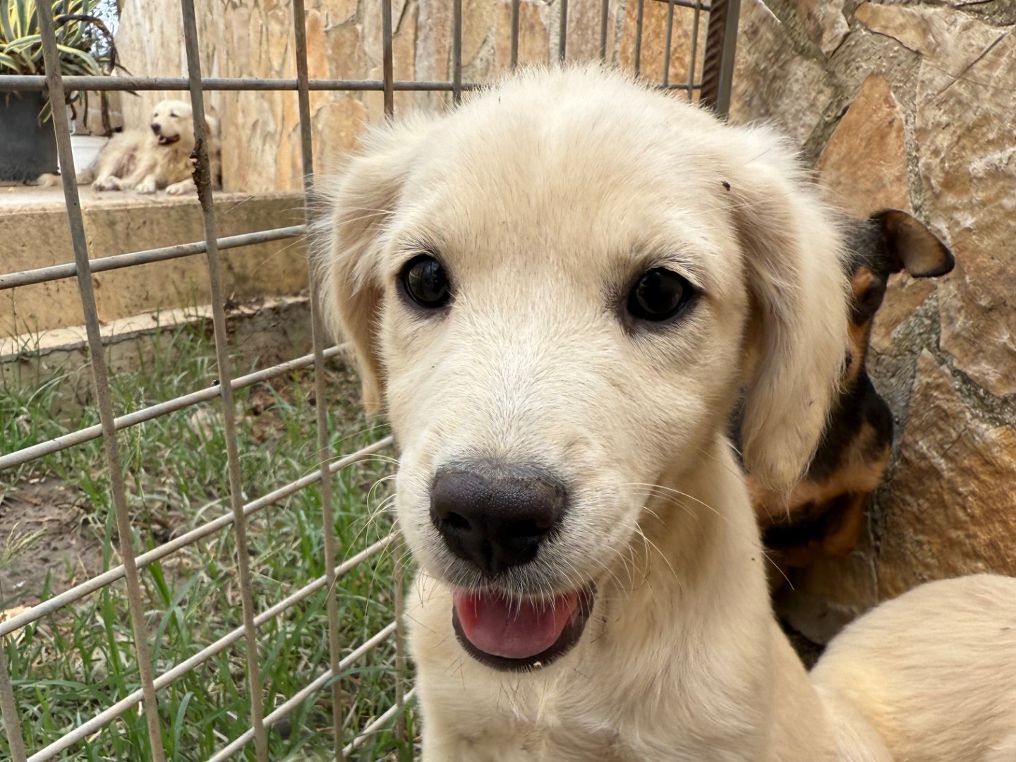 Adozione cane, femmina, Razza sconosciuta Razza sconosciuta, 3 mesi, taglia media, Matera
