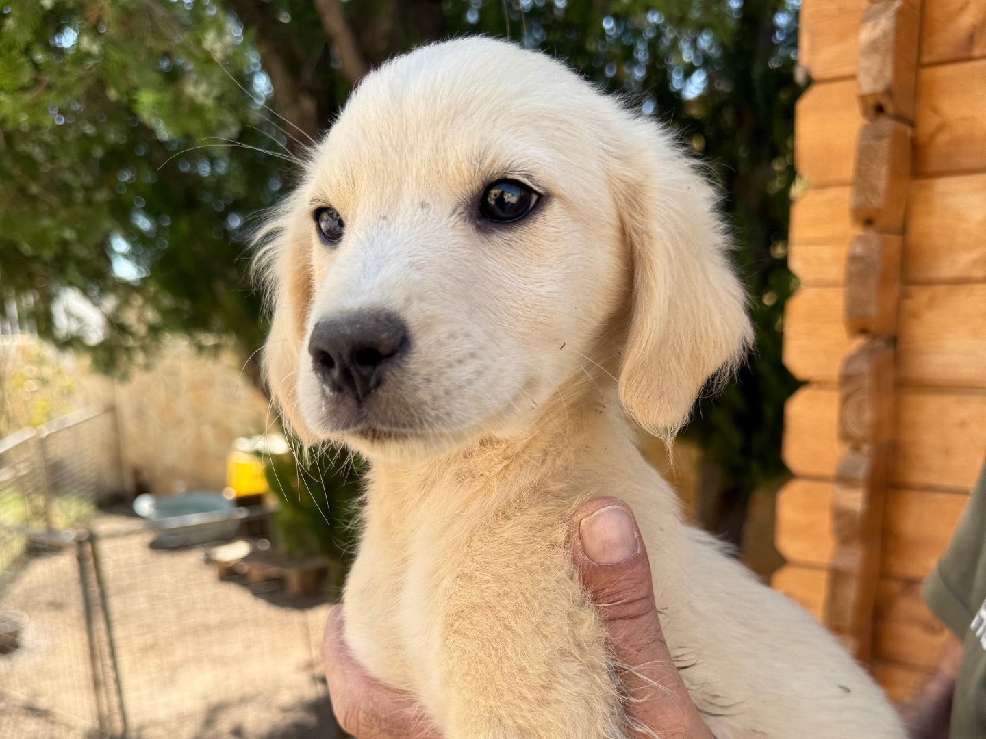 Adotta un cane, taglia media, femmina, Matera