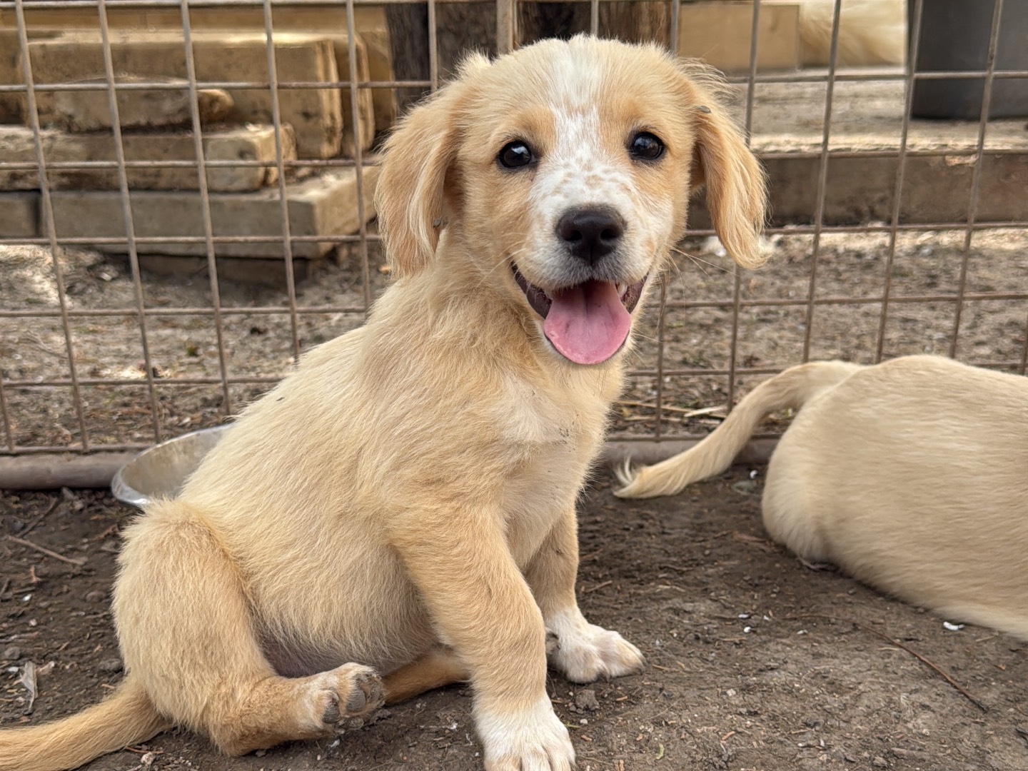 Adozione cane, femmina, Razza sconosciuta Razza sconosciuta, 3 mesi, taglia media contenuta, Matera