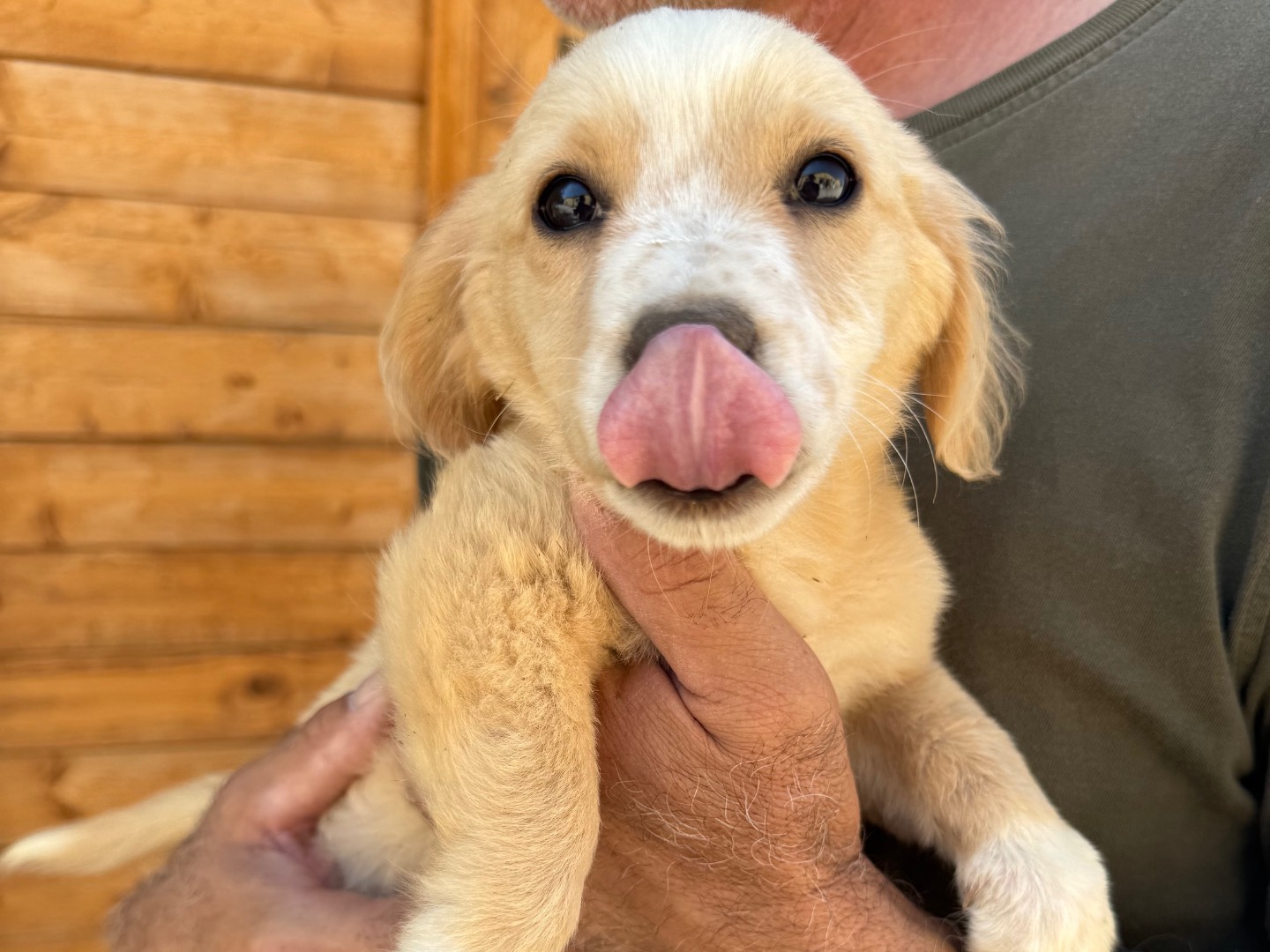 Adotta un cane, femmina, 3 mesi, Matera