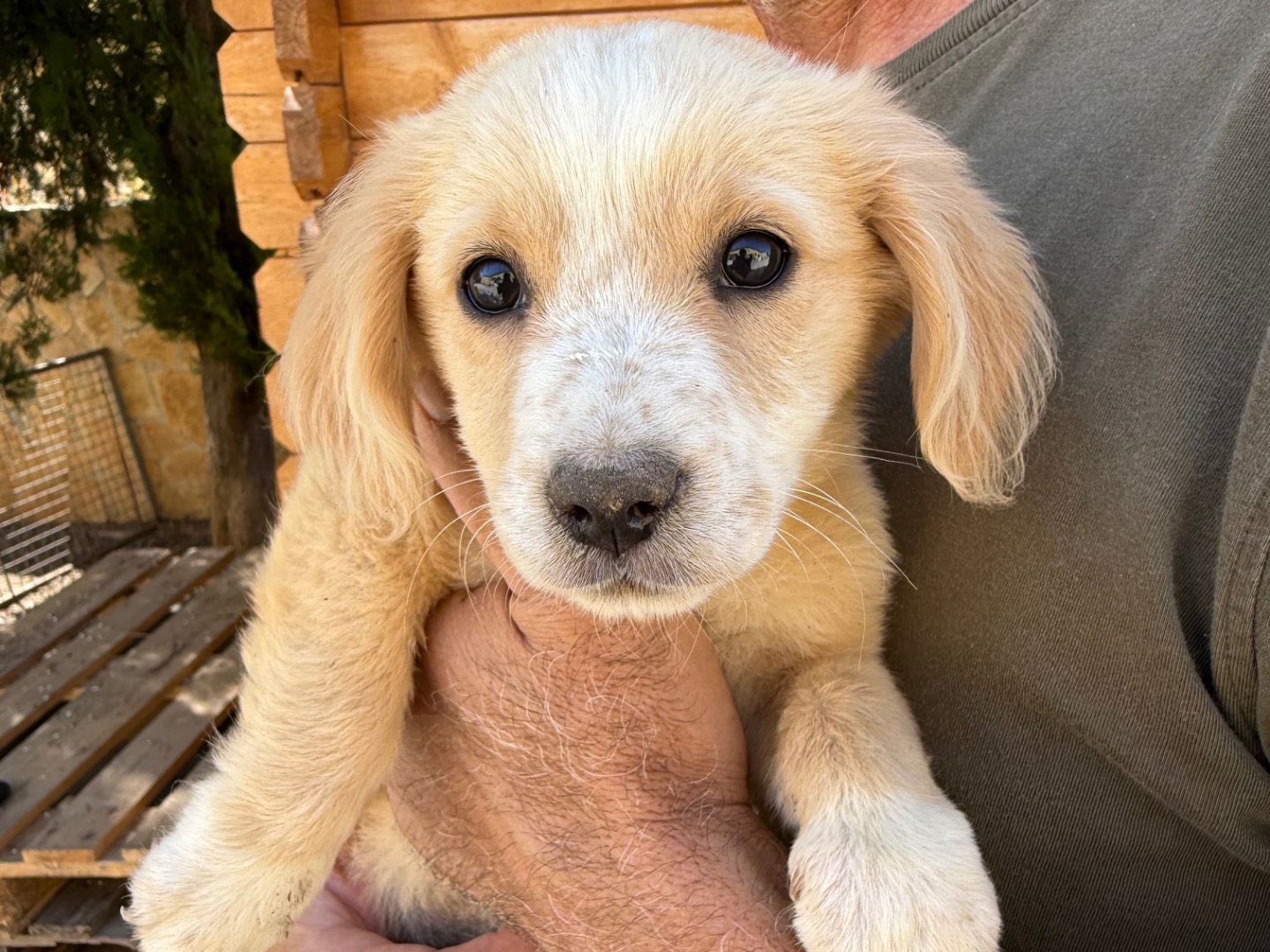 Adotta un cane, taglia media contenuta, femmina, Matera
