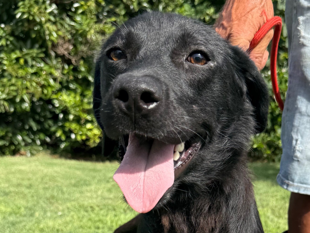 Adozione cane, femmina, Labrador Retriever Razza sconosciuta, 1 anno, taglia media, Matera