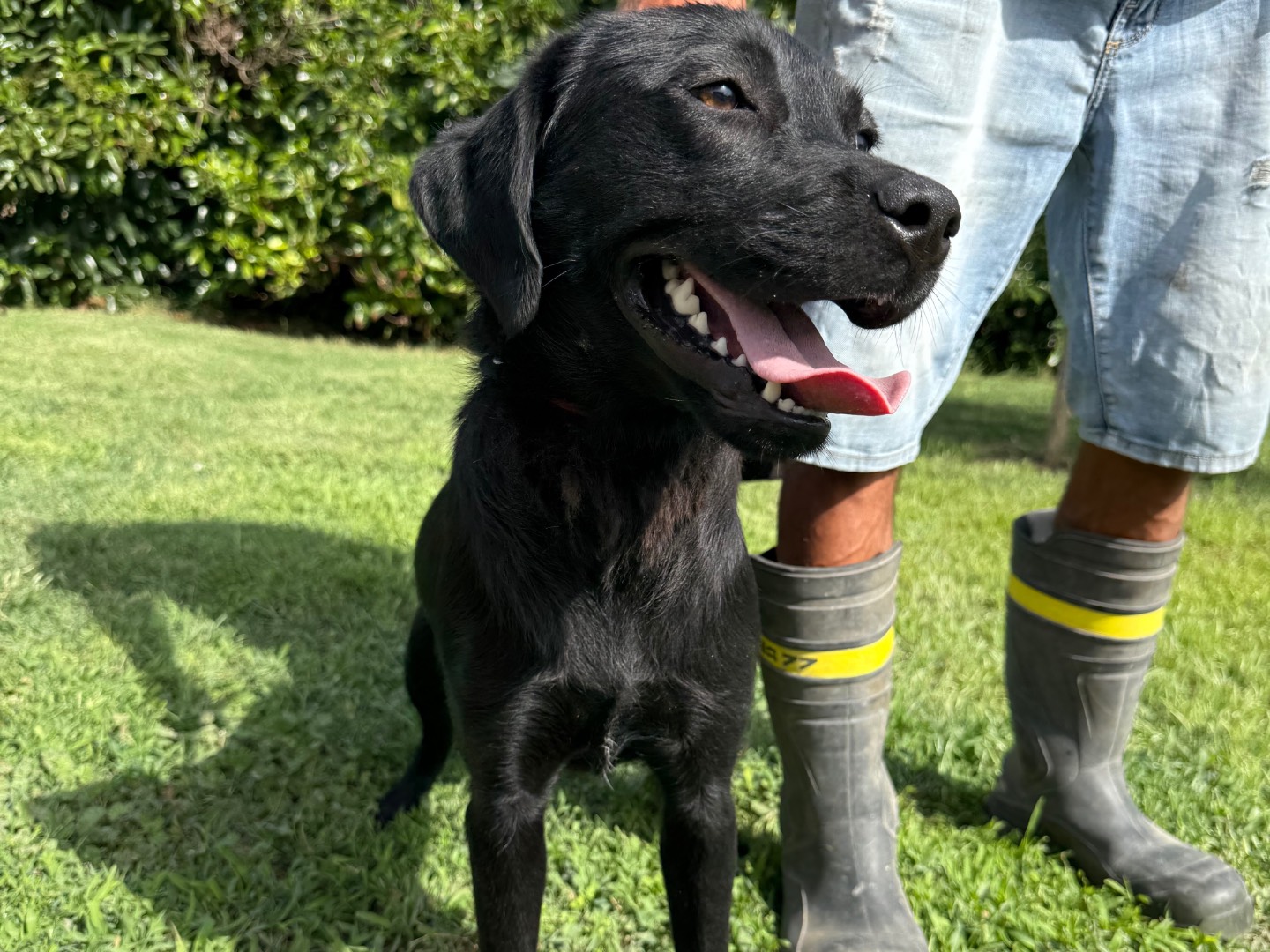 Adotta un cane, taglia media, femmina, Matera