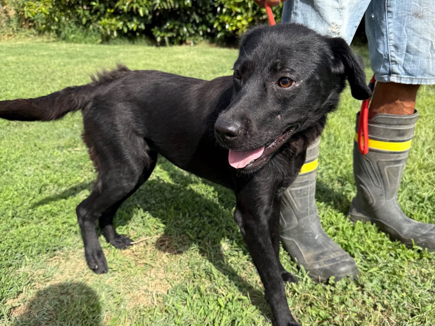 Vuoi adottare un cane a Matera?