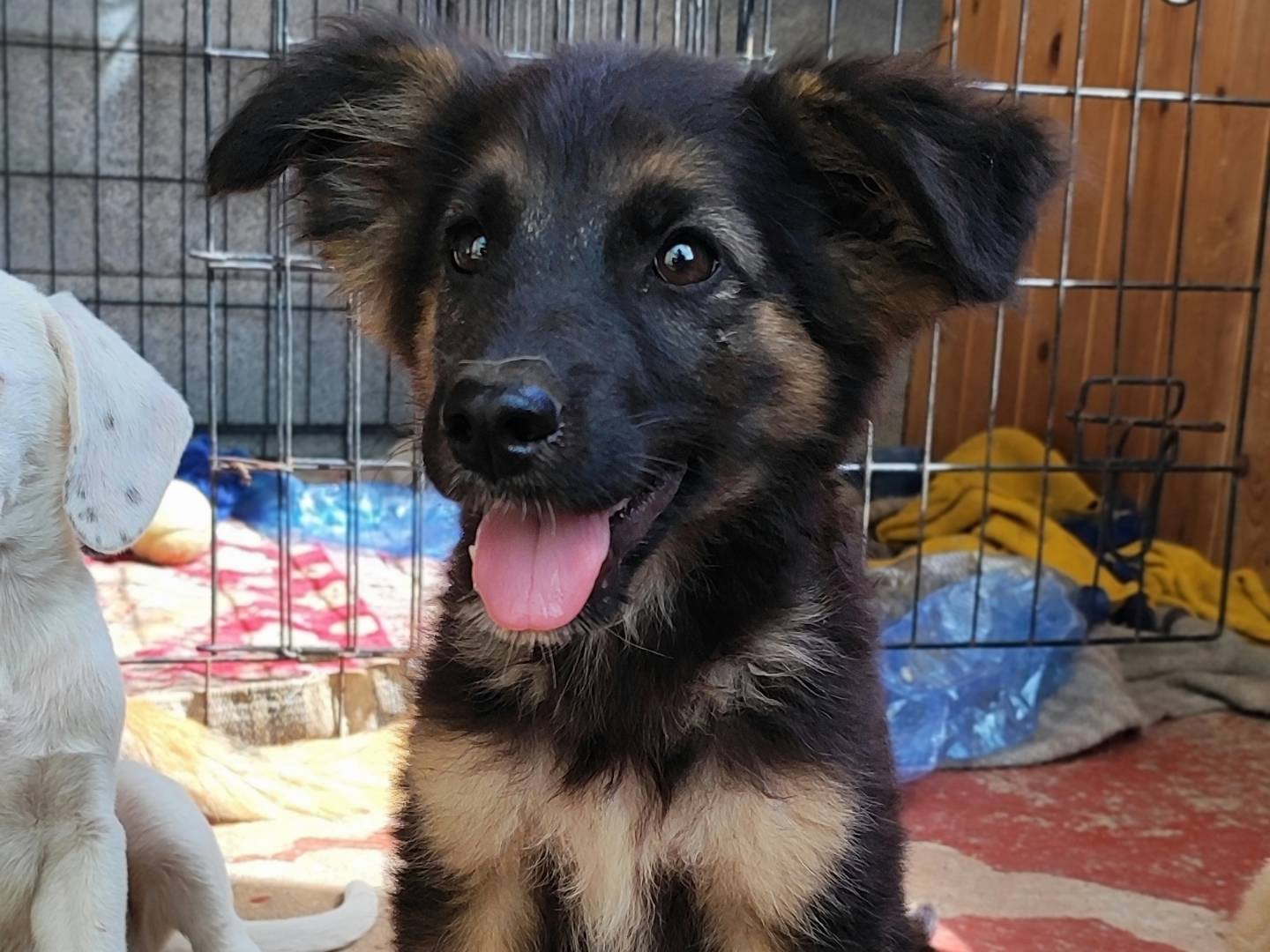 Adotta un cane, taglia media, maschio, Messina