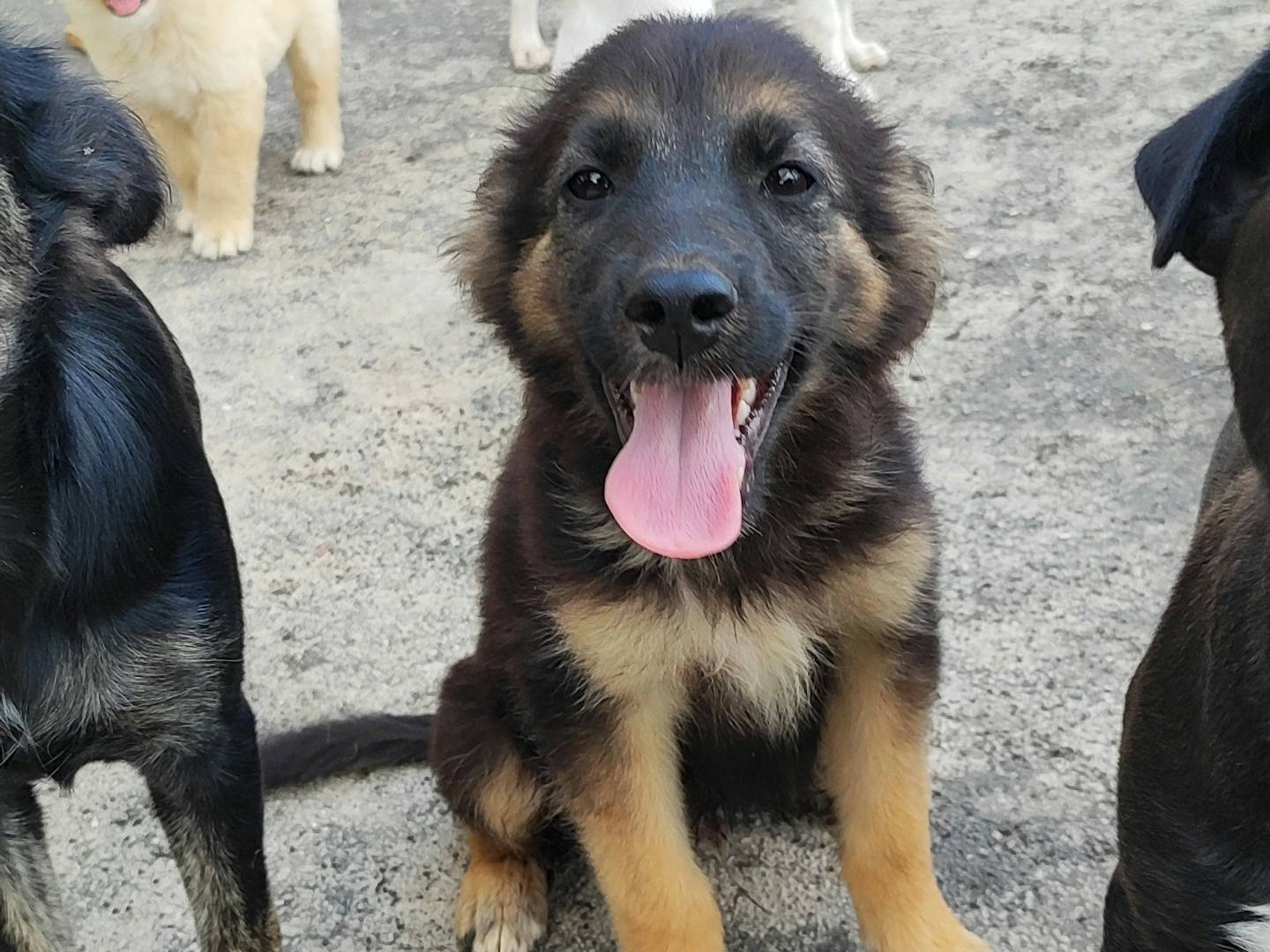 Vuoi adottare un cane a Messina?