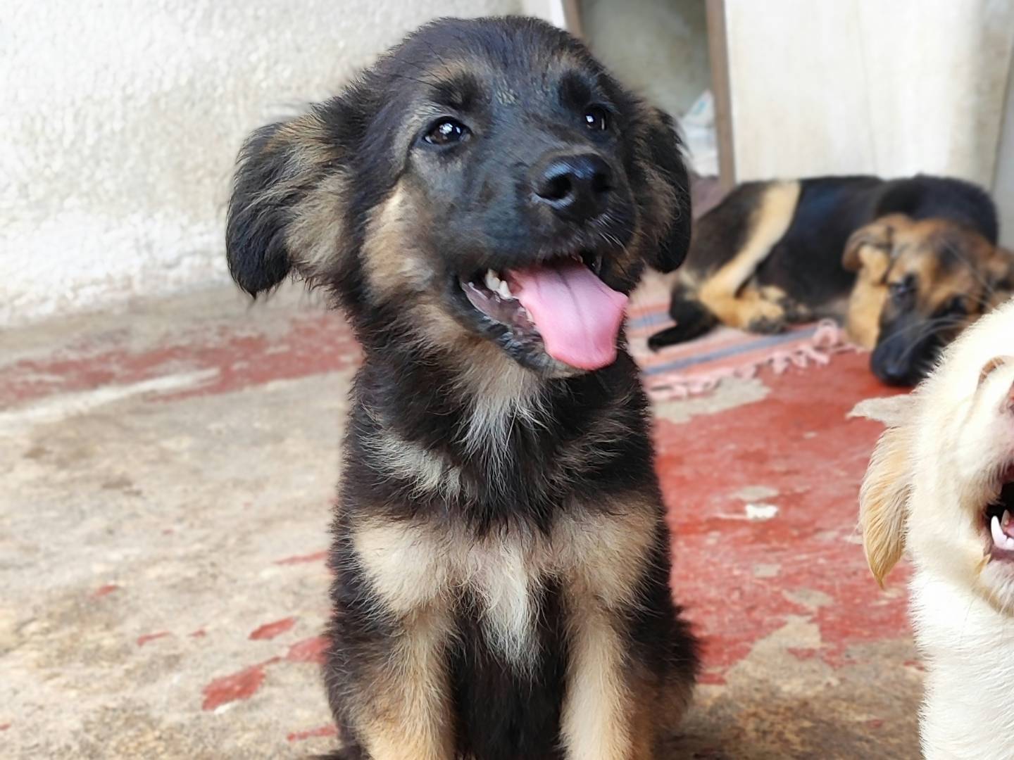 Adotta il cane ELIA a Messina