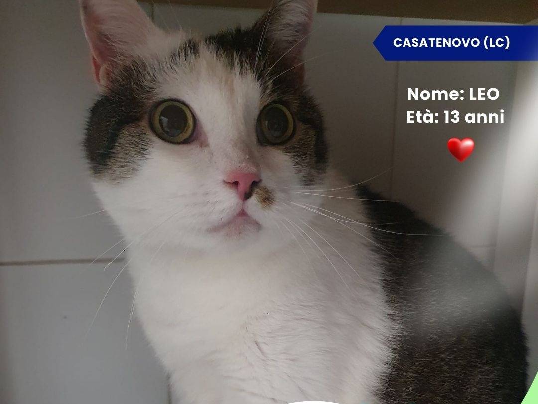 Adozione gatto, maschio, Razza sconosciuta Razza sconosciuta, 13 anni e 3 mesi, taglia non valida, Lecco