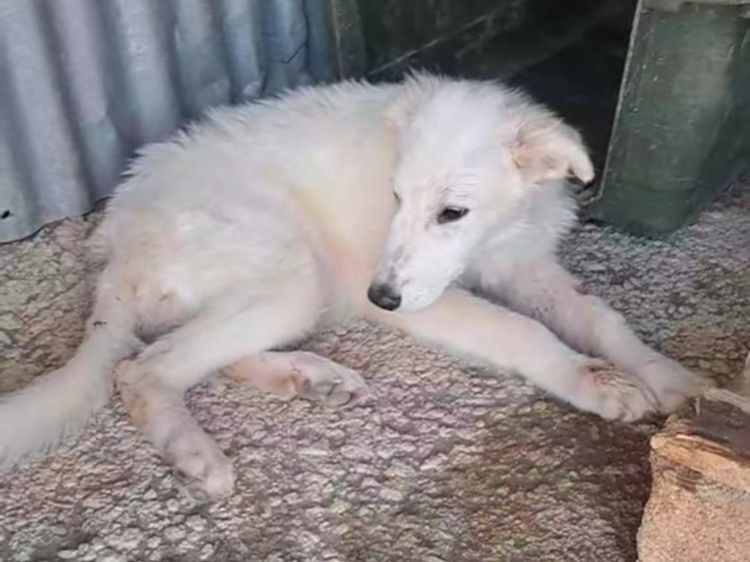 Adozione cane, femmina, Golden Retriever Razza sconosciuta, 4 mesi, taglia media contenuta, Benevento