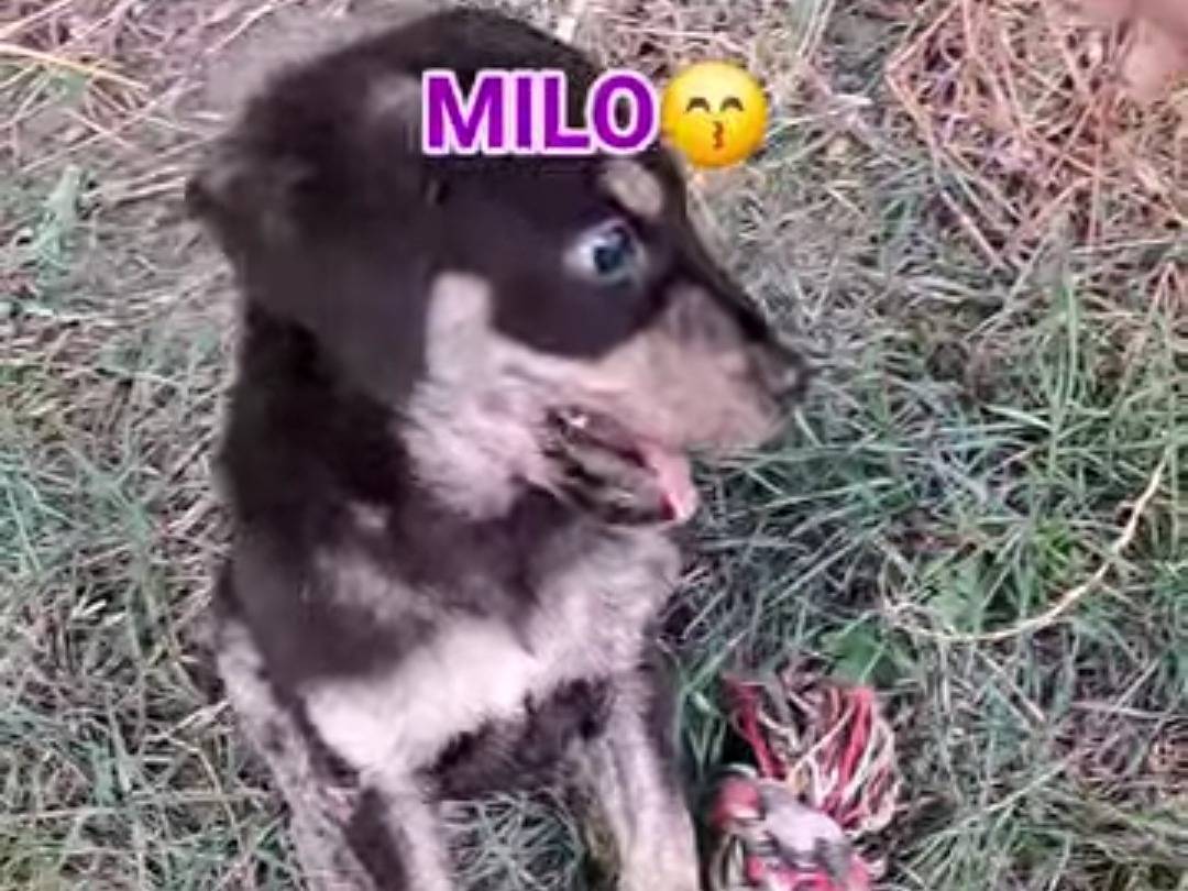 Adozione cane, maschio, Razza sconosciuta Razza sconosciuta, 2 mesi, taglia media contenuta, Benevento