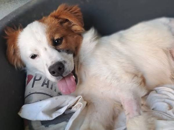 Adozione cane, maschio, Breton Razza sconosciuta, 5 mesi, taglia media contenuta, Benevento