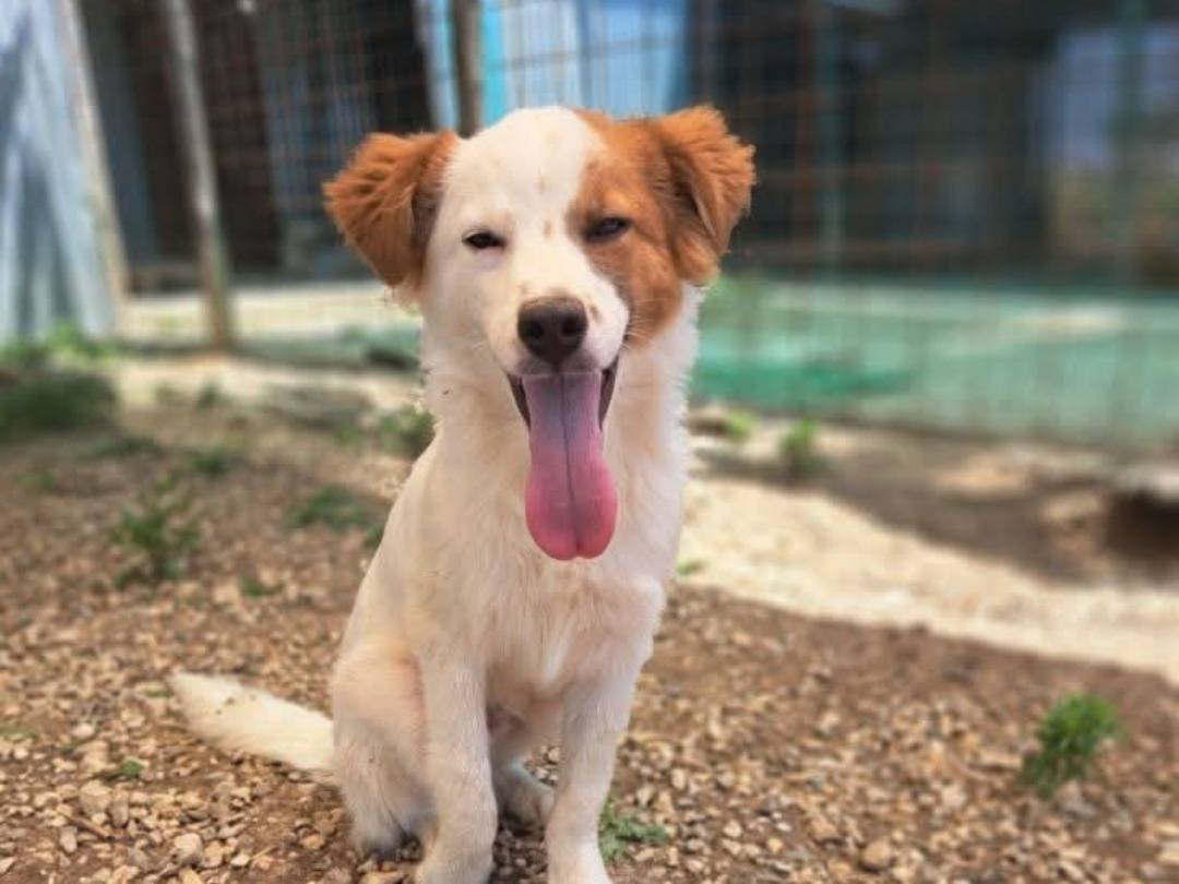 Adotta un cane, maschio, 5 mesi, Benevento