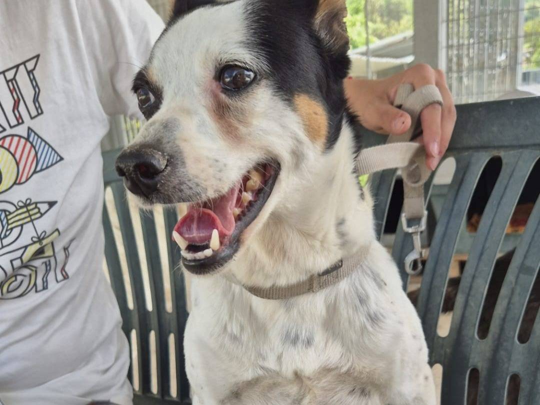 Adozione cane, femmina, Razza sconosciuta Razza sconosciuta, 3 anni e 3 mesi, taglia media contenuta, Chieti