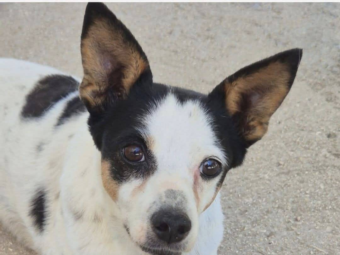 Adotta un cane, femmina, 3 anni e 3 mesi, Chieti