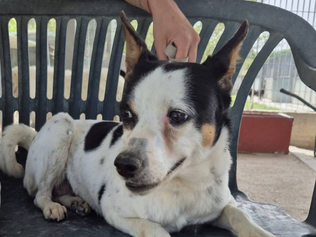 Adotta un cane, taglia media contenuta, femmina, Chieti