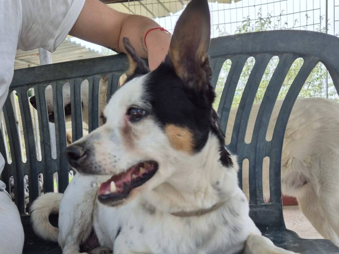Vuoi adottare un cane a Chieti?