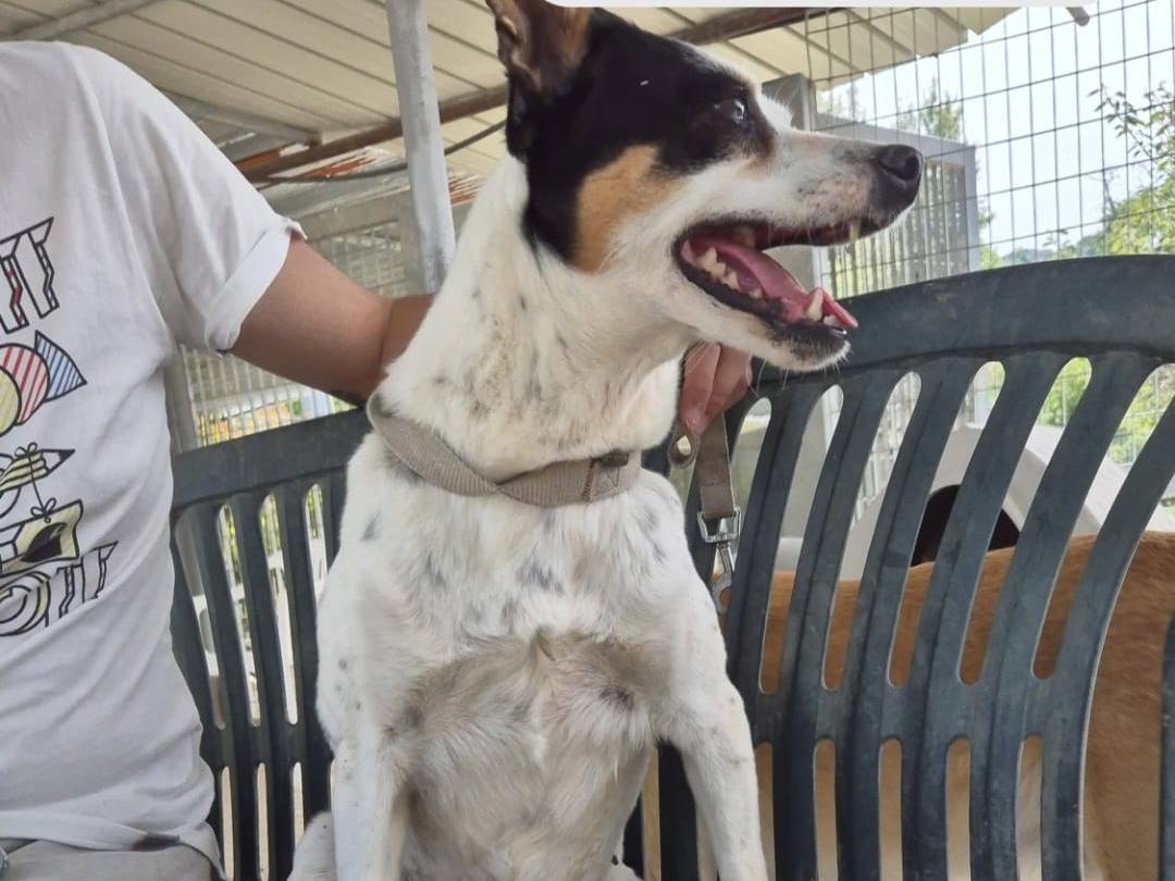 Adotta il cane Lady a Chieti