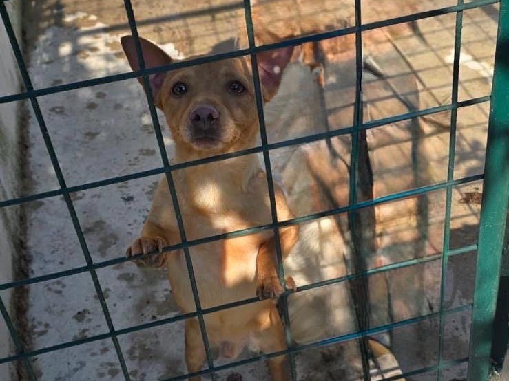 Adozione cane, maschio, Pinscher Razza sconosciuta, 4 anni e 7 mesi, taglia piccola, Avellino