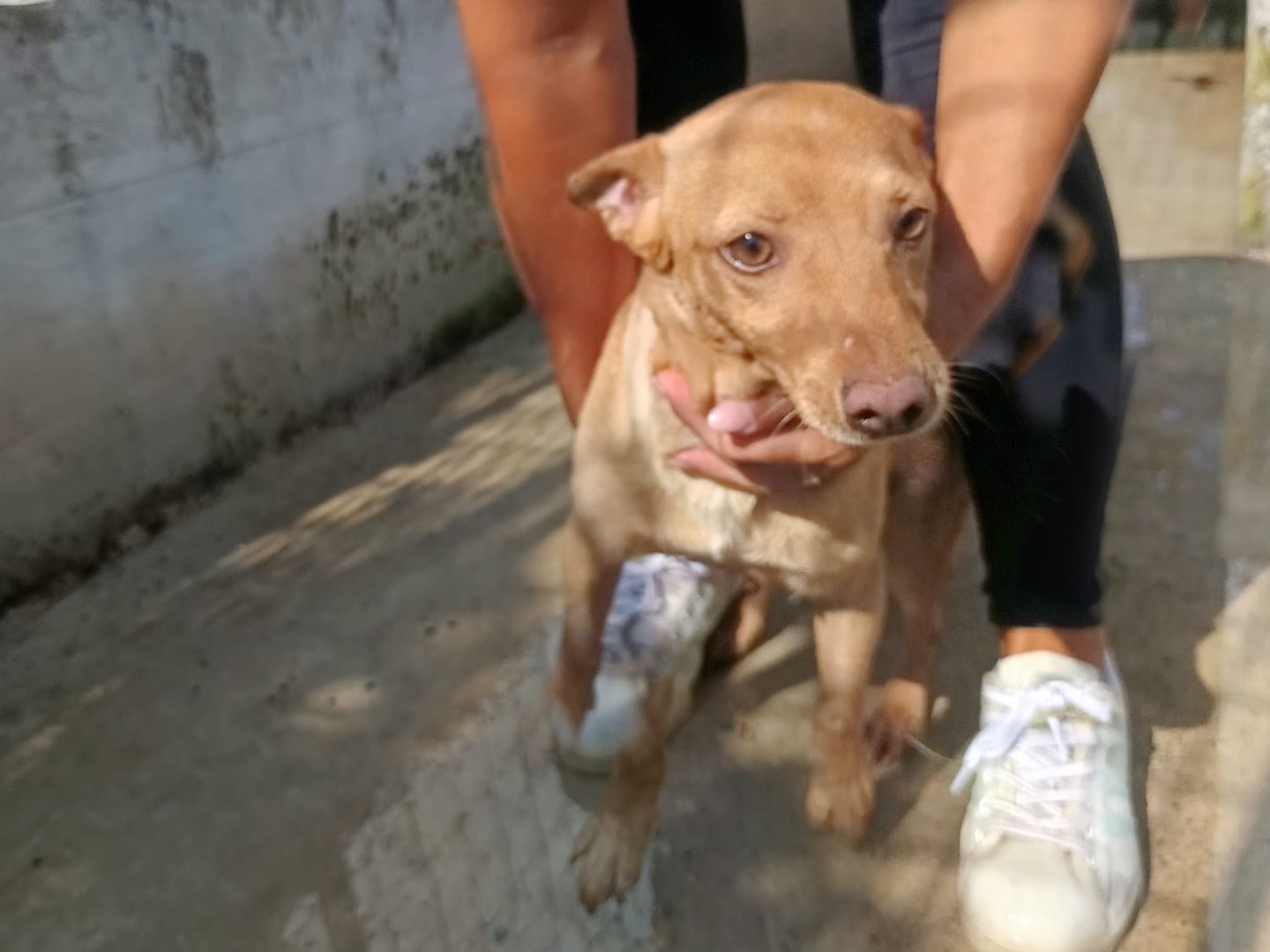Adotta un cane, maschio, 4 anni e 7 mesi, Avellino