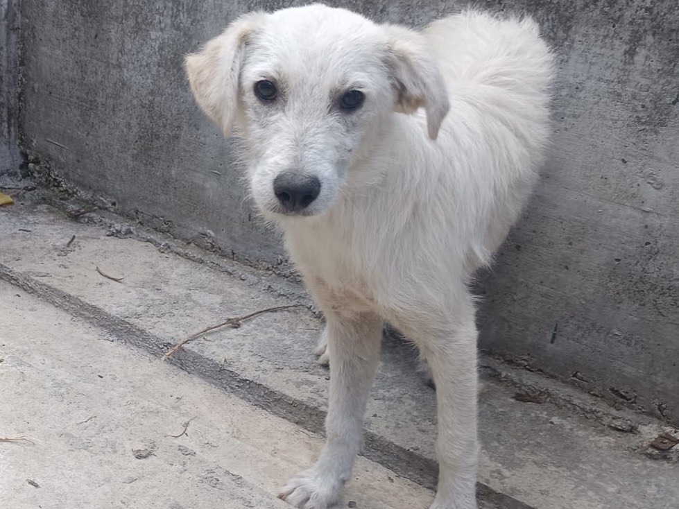 Adotta un cane, maschio, 5 mesi, Avellino