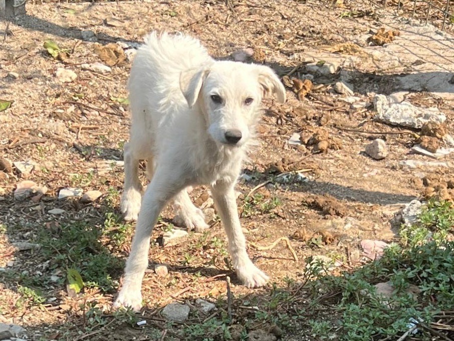 Adotta un cane, taglia media, maschio, Avellino