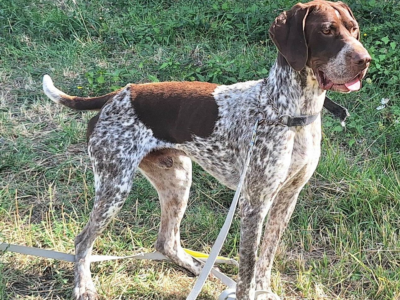 Adozione cane, maschio, Bracco Razza sconosciuta, 1 anno e 1 mese, taglia grande, Teramo