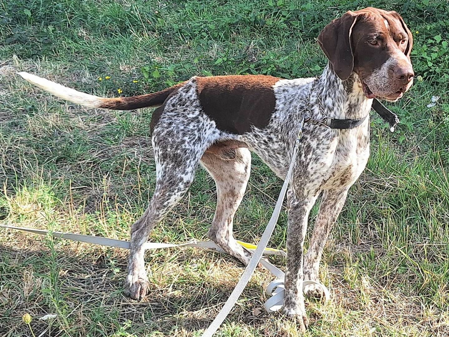 Adotta un cane, maschio, 1 anno e 1 mese, Teramo