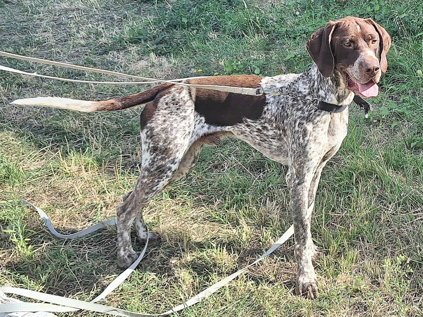 Adotta un cane, taglia grande, maschio, Teramo