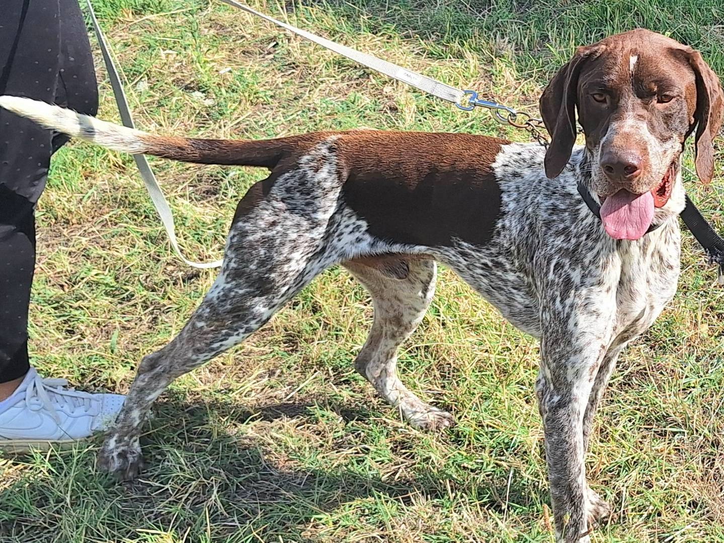 Adotta il cane Dante a Teramo