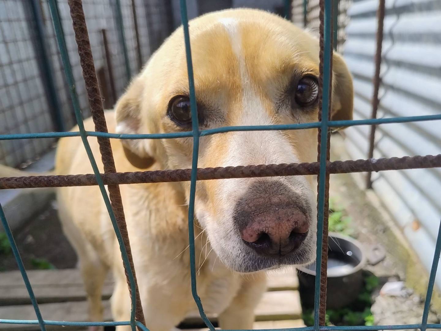 Adozione cane, maschio, Razza sconosciuta Razza sconosciuta, 5 anni e 6 mesi, taglia media, Catania