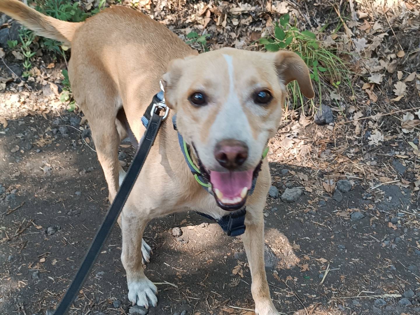 Adotta un cane, maschio, 5 anni e 6 mesi, Catania