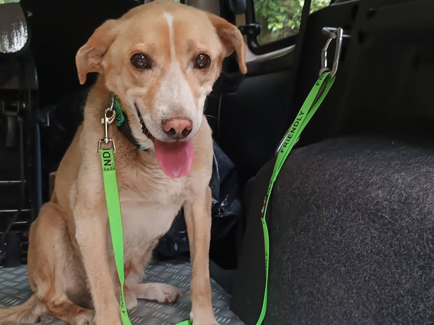 Adotta un cane, taglia media, maschio, Catania