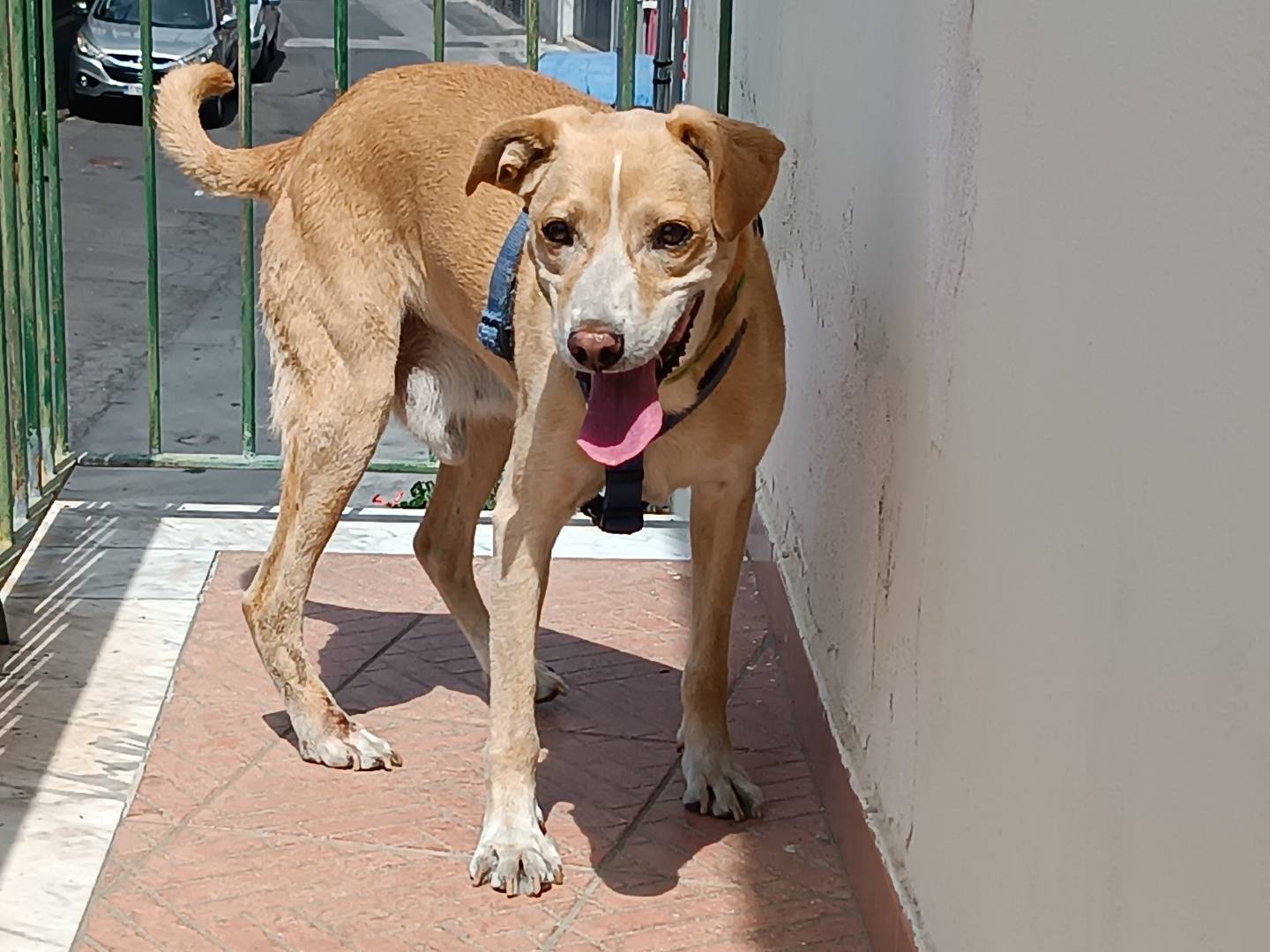 Vuoi adottare un cane a Catania?