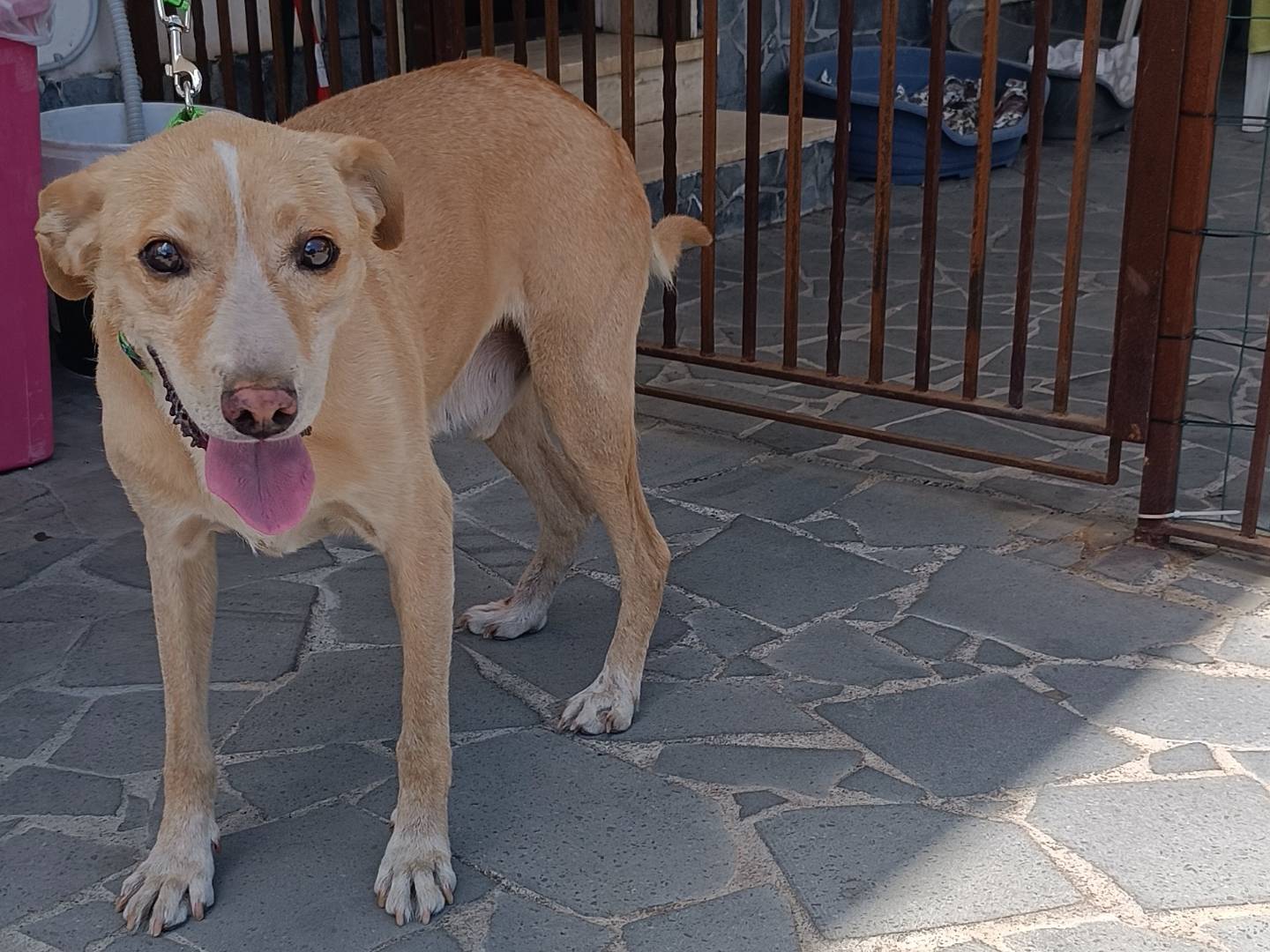 Adotta il cane Pasqualino  a Catania