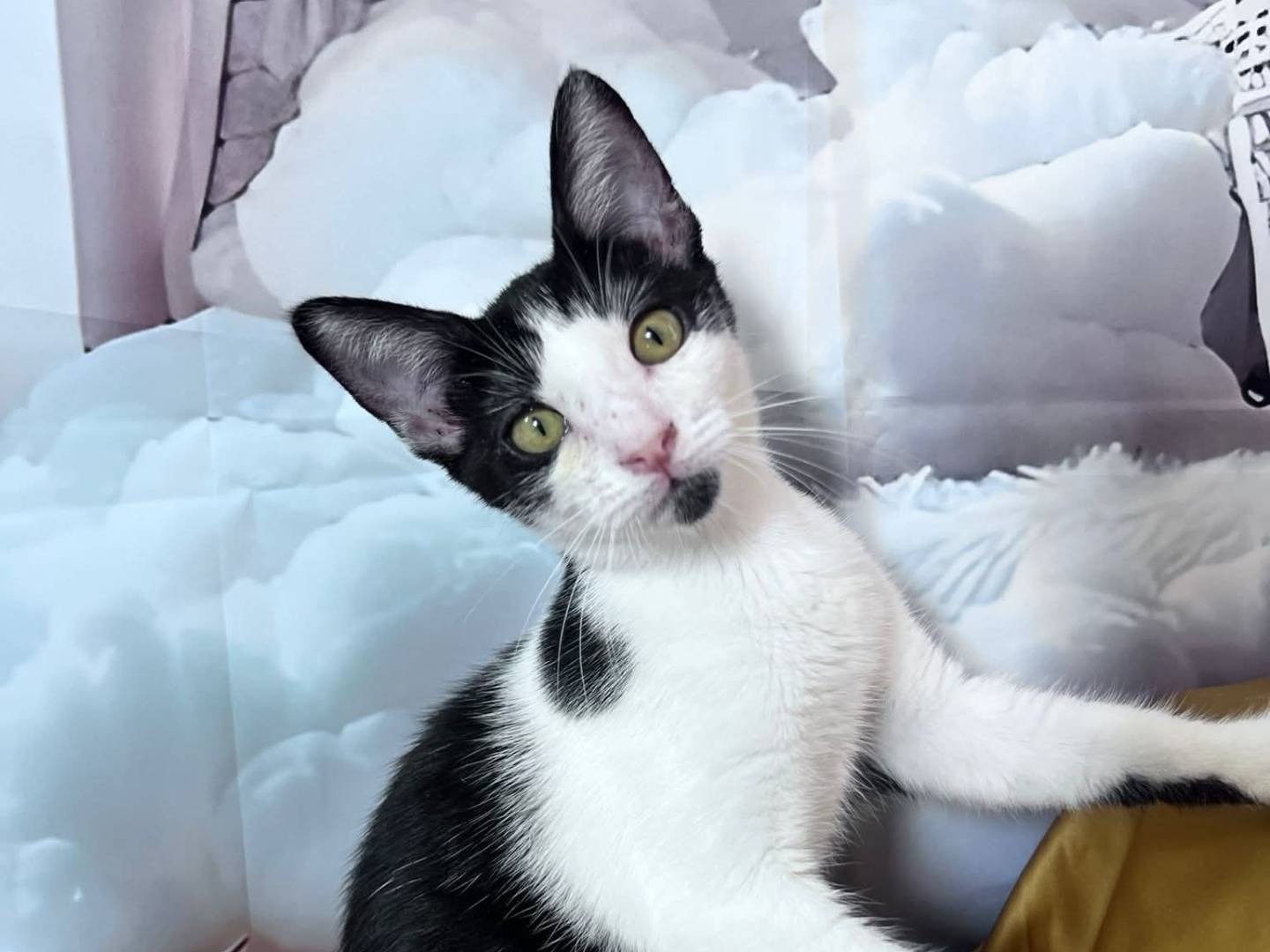 Adozione gatto, maschio, Razza sconosciuta Razza sconosciuta, 4 mesi, taglia non valida, Bari