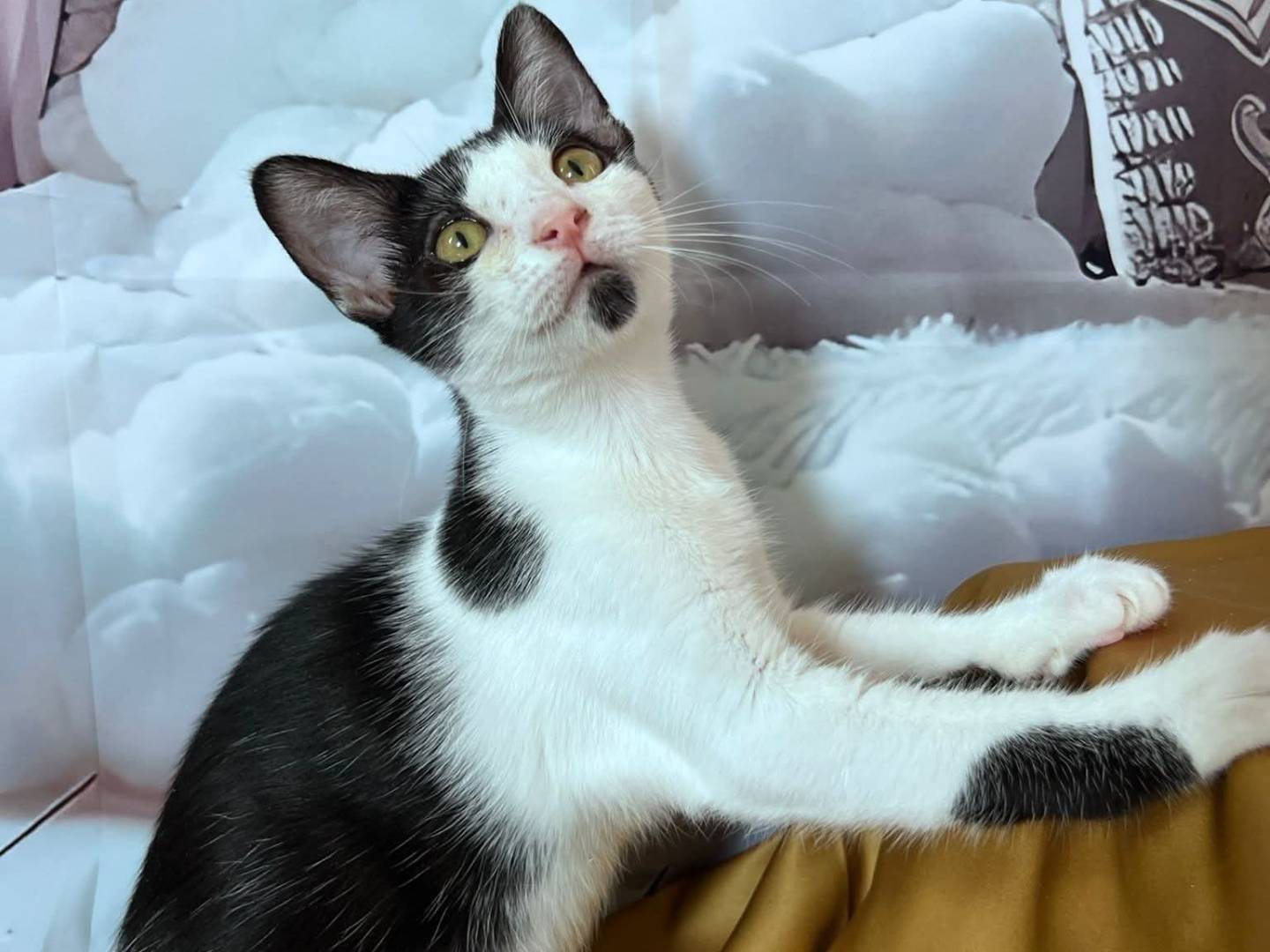 Adotta un gatto, maschio, 4 mesi, Bari