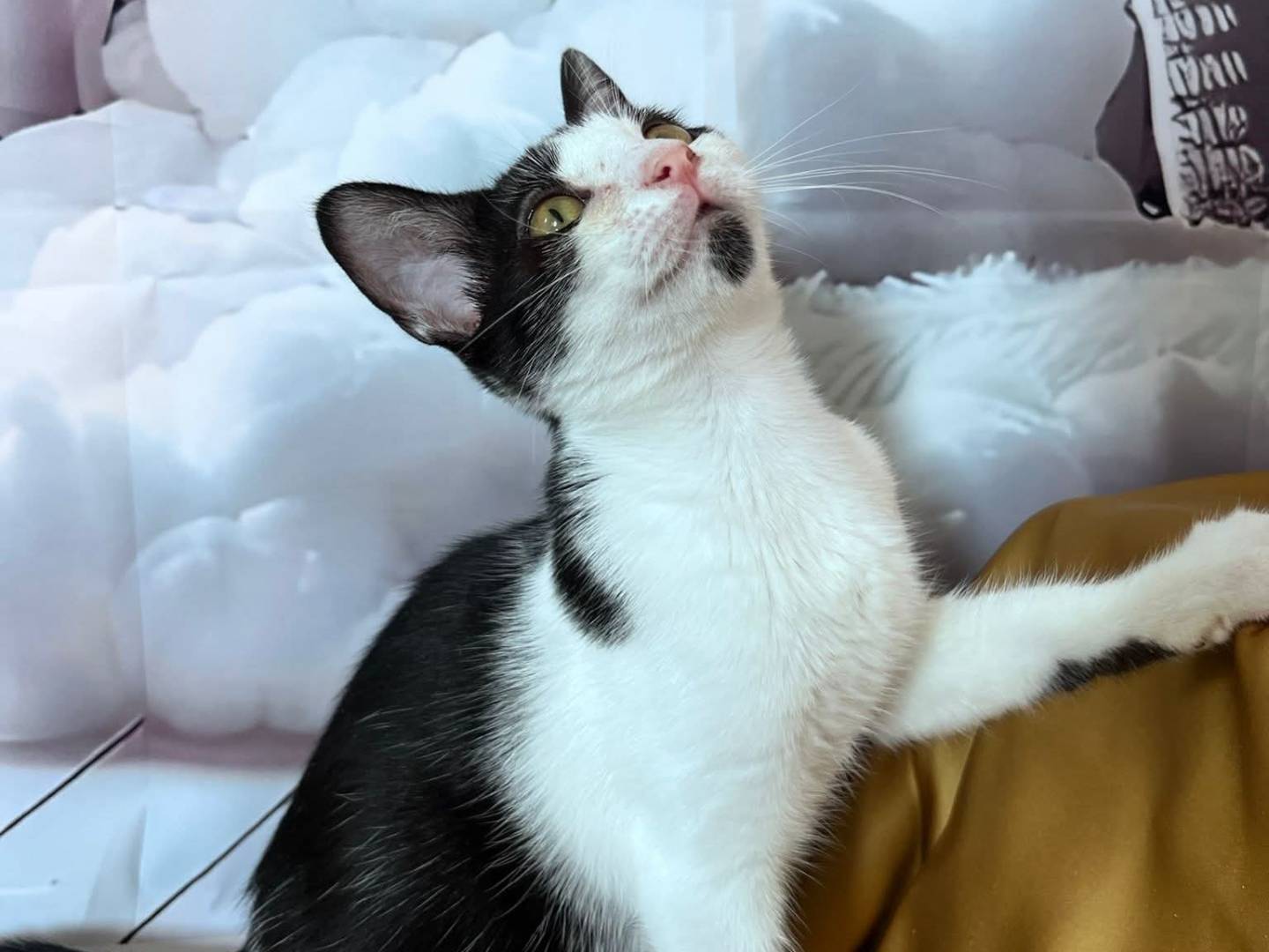 Adotta un gatto, taglia non valida, maschio, Bari